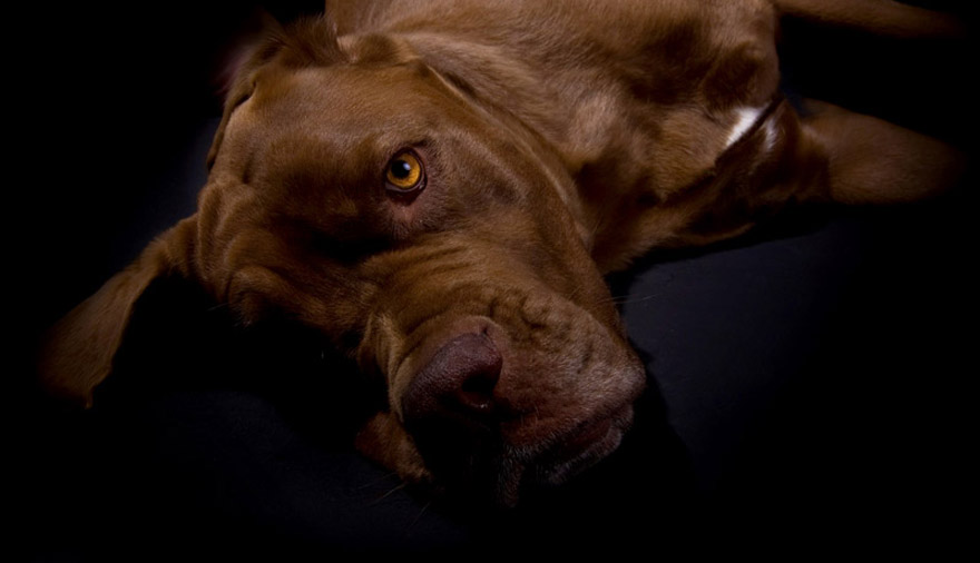 Annett Wonneberger Fotografin Hund