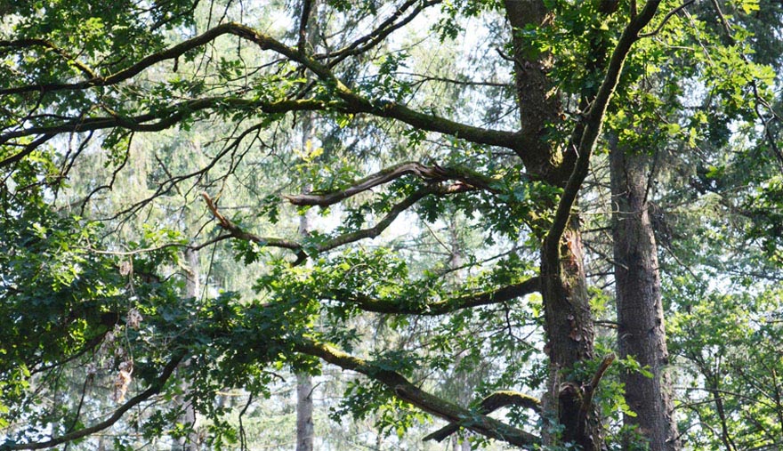 Ferienwohnung Martina Wellssow Wald